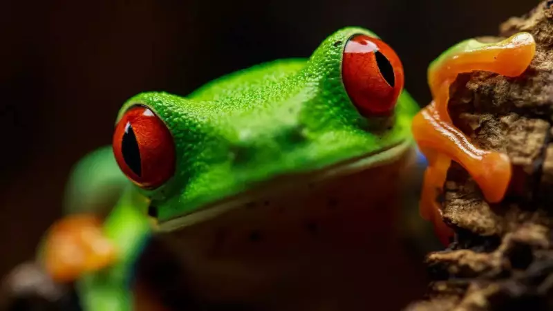 Nature's Living Jewels: 5 Most Beautiful Frogs & Their Astonishing Secrets Revealed!