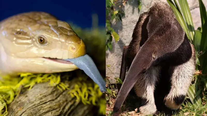 Nature's Marvels: 10 Animals With Extraordinarily Long Tongues and Their Secret Superpowers