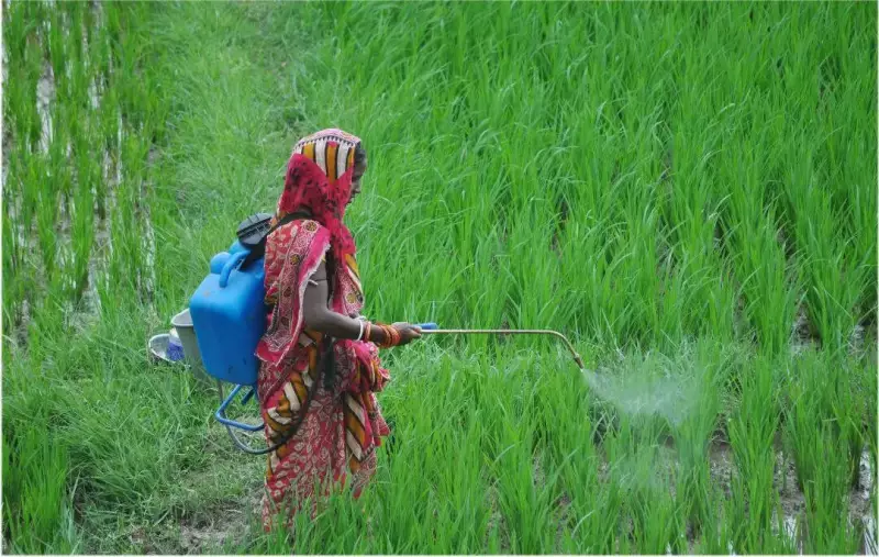 Paddy Panic in Odisha: Farmers Battle Mysterious Pest Invasion Threatening Rice Crops