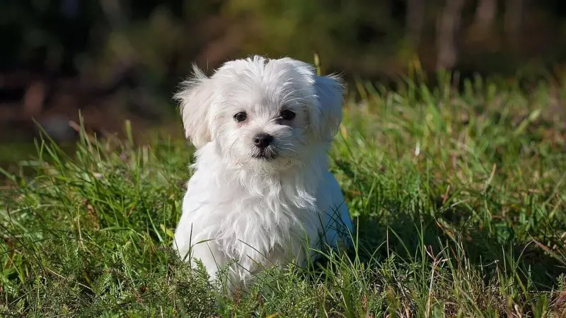 Pet Food Recall Alert: Foodynamics Pulls Treats in WI, NY, FL Over Salmonella Fears