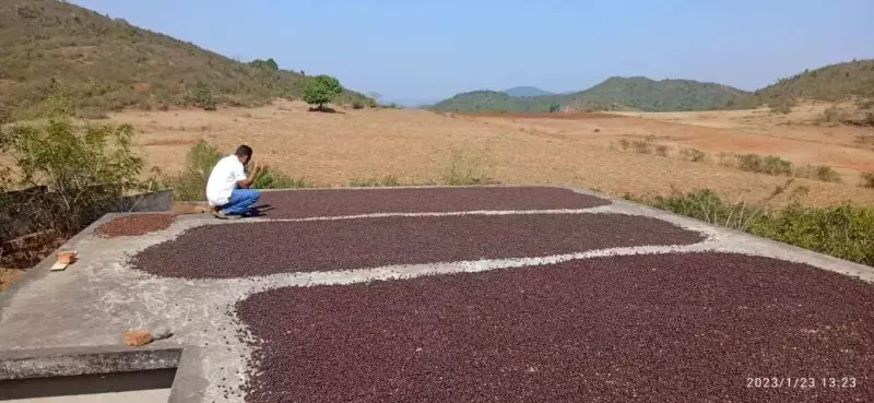 PM Modi's Flavorful Shoutout: Koraput Coffee Brews National Pride in Mann Ki Baat