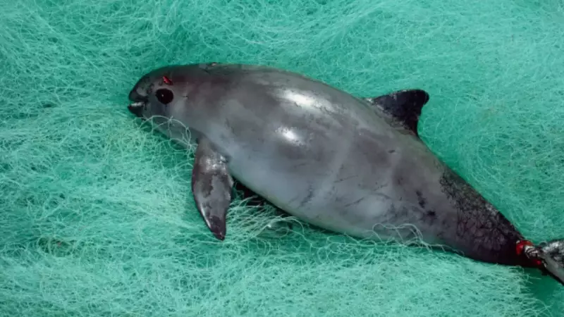 Rare Fish Organ Worth More Than Gold Threatens World's Rarest Mammal With Extinction