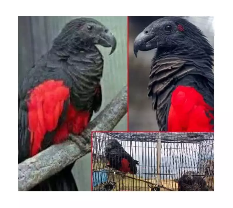 Rare Pesquet's Parrot Stolen in Daring Aizawl Zoo Heist - Authorities Launch Manhunt