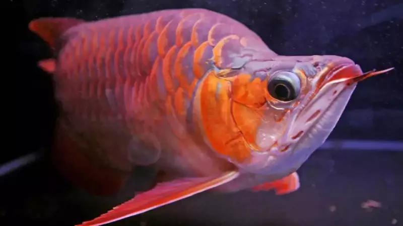 Rs 3 Crore Dragon Fish: Meet the World's Most Expensive Aquarium Fish That Symbolises Fortune