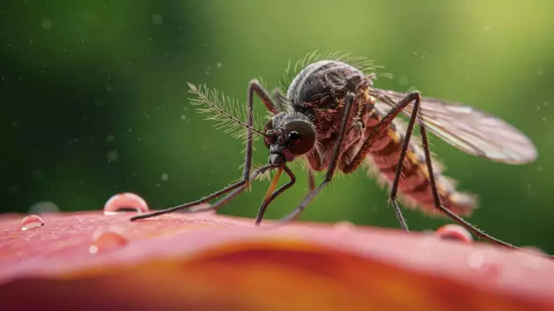 Silent Invasion: Mosquitoes Discovered in Pristine Arctic, Threatening Fragile Ecosystem