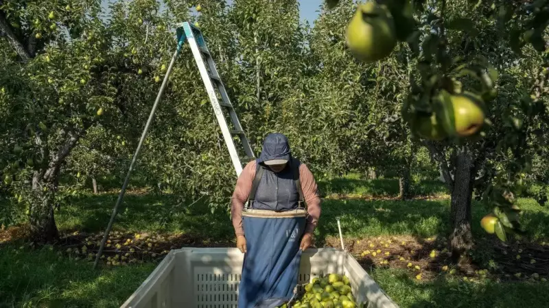 Silent Suffering: How Extreme Heat Endangers Pregnant Farmworkers in US