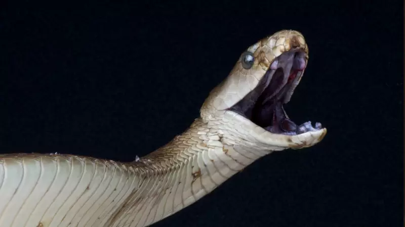 Snake Venom: The Liquid Gold Worth More Than Actual Gold | Rare Buy Explained