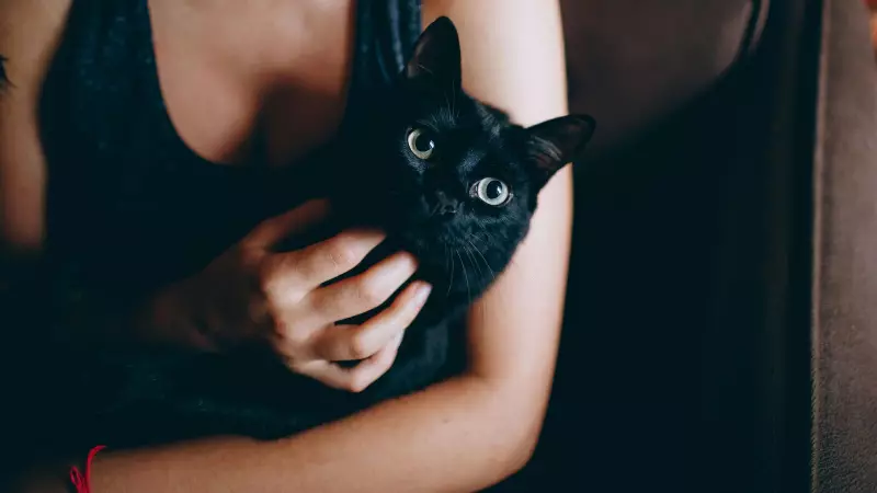 Spanish Town Bans Black Cat Adoptions Before Halloween 2025 - Shocking Reason Revealed!