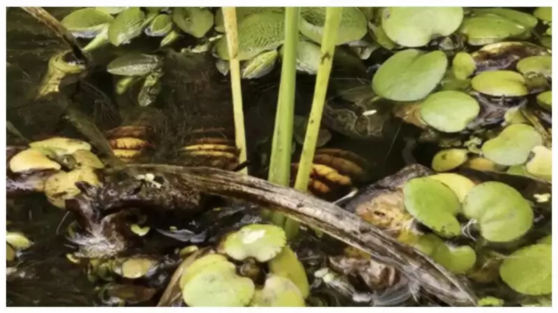 Spot The Hidden Turtle In 10 Seconds: Optical Illusion Challenge That's Driving The Internet Crazy!