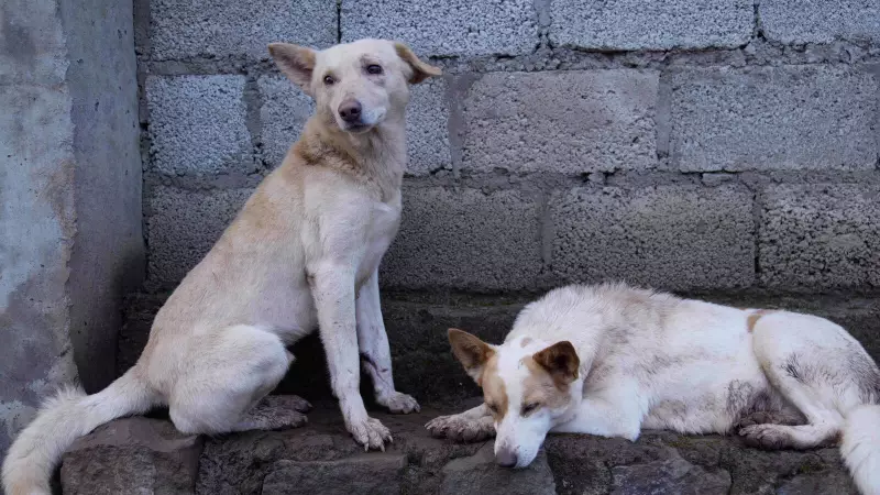 Supreme Court Takes Charge: Stray Dogs Crisis Gets October 27 Hearing in Landmark Case