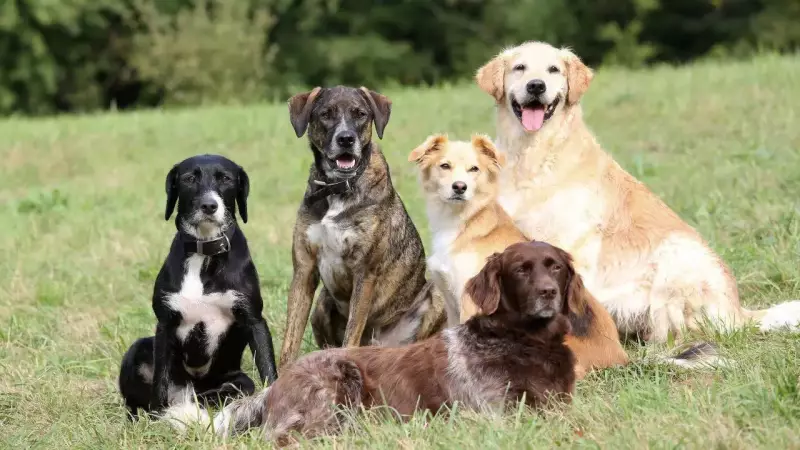 Top 10 Easiest Dog Breeds to Train in India: Smart & Loyal Companions Revealed!