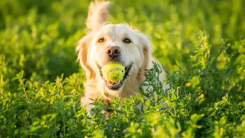 Top 5 Smartest Dog Breeds for First-Time Owners in India | Easy to Train Pups