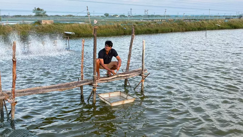 Trump's Tariffs Squeeze Indian Shrimp Exports, Sparking Domestic Market Revival