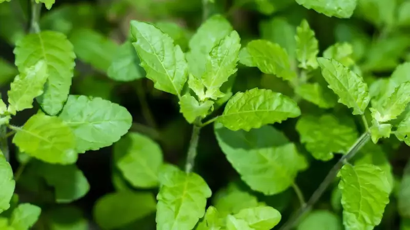 Tulsi Plant Dying? 7 Expert Tips to Revive Your Holy Basil at Home