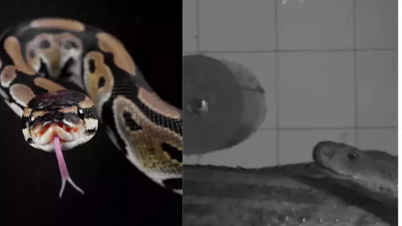 Venomous Vipers in 3D: Scientists Capture Snake Strikes in Stunning Slow Motion