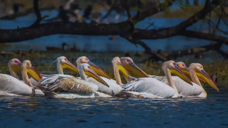 Wings of Winter: India's Top 10 Birding Hotspots for Spectacular Migration Viewing
