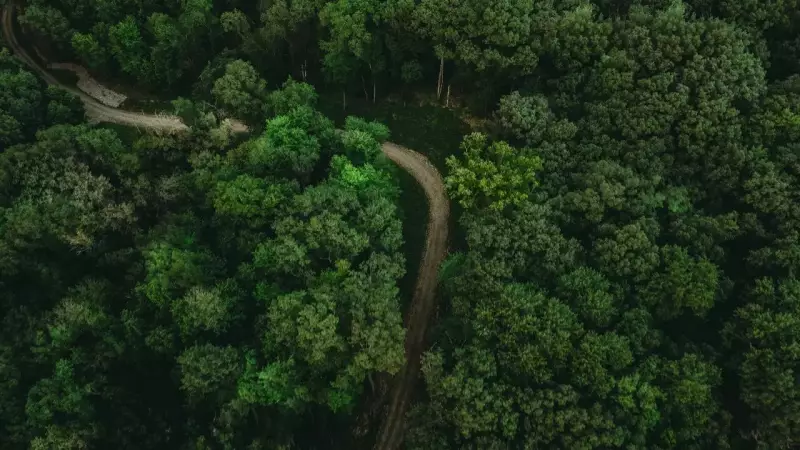 World's Greenest Giants: Which Countries Have the Largest Forest Cover? India's Rank Revealed!