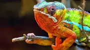 10 Mind-Blowing Chameleon Superpowers That Will Change How You See Nature Forever