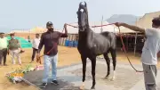 ₹15 Crore Marwari Stallion 'Shahbaz' Steals the Show at Pushkar Cattle Fair | Watch Viral Video