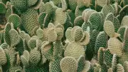 7 Stunning Balcony Cacti That Thrive in Indian Homes | Low-Maintenance Green Magic