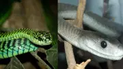 Africa's Deadly Serpent Showdown: Boomslang vs Black Mamba - Which Venom Reigns Supreme?