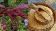 Amaranth Superfood: 5 Powerful Reasons & Easy Ways to Eat Chaulai Daily