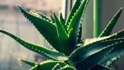 Balcony Aloe Vera Mastery: 7 Foolproof Steps to Grow a Thriving Plant at Home
