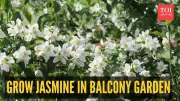 Balcony Jasmine Magic: 7 Easy Steps to Grow Fragrant Flowers at Home