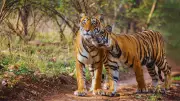 Beyond Tigers: Rajasthan's Ultimate Big Cat Safari Guide for Wildlife Enthusiasts