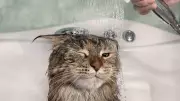 Cat Bathing: 4 Reasons to Skip It & 4 Rare Cases When It's Necessary