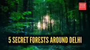 Delhi's Secret Sanctuaries: 5 Hidden Forests Near the Capital You Must Explore