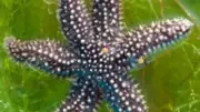 Giant Starfish Species: Meet the Ocean's Most Massive Asteroidea