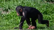 How Ape Shoulders & Elbows Shaped Human Strength & Movement | Evolutionary Breakthrough