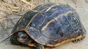 India's 7 Most Endangered Turtles: Race Against Extinction Begins Now!