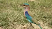 India's Blue Jewel: The Race to Save the Indian Roller from Vanishing Skies