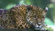 Jaguar Secrets Revealed: 5 Mind-Blowing Facts About Nature's Most Elusive Predator
