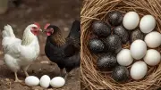 Kadaknath vs Regular Eggs: Which Packs More Protein Punch? The Ultimate Showdown!