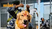 Kukur Tihar 2025: Nepal's Beautiful Festival Where Dogs Are Worshipped With Garlands and Sweets
