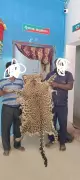 Leopard Skin Smuggling Busted in Keonjhar: One Arrested in Wildlife Sting Operation