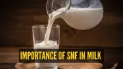 Milk Mystery Solved: Why SNF Percentage on Your Milk Packet Matters More Than You Think!