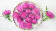 Milk Thistle for Fatty Liver: Science-Backed Liver Health Solution You Need to Know