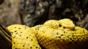 Nature's Golden Wonders: Discover 10 Stunning Yellow Animals That Will Amaze You