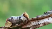 Nature's Masters of Disguise: 6 Incredible Moths That Vanish Before Your Eyes