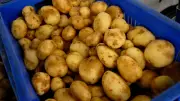 Potato Panic in India? Production Plummets 15% as Farmers Face Climate Crisis