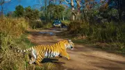Roar Guaranteed! India's Top Tiger Safari Destinations For Unforgettable Wildlife Encounters