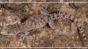 Spiny Marvel: New Gecko Species With Dragon-Like Skin Discovered in Tamil Nadu's Quartz Hills