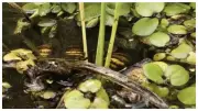 Spot The Hidden Turtle In 10 Seconds: Optical Illusion Challenge That's Driving The Internet Crazy!