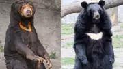 Sun Bear vs Moon Bear: The Ultimate Survival Showdown - 7 Key Differences Revealed