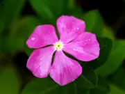 Unlock Rapid Hair Growth with Sadabahar: Your Guide to Using Periwinkle Flowers for Luscious Locks