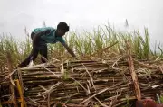 UP Government Announces Whopping ₹30 per Quintal Sugarcane Price Hike - Biggest Boost Since 2017!